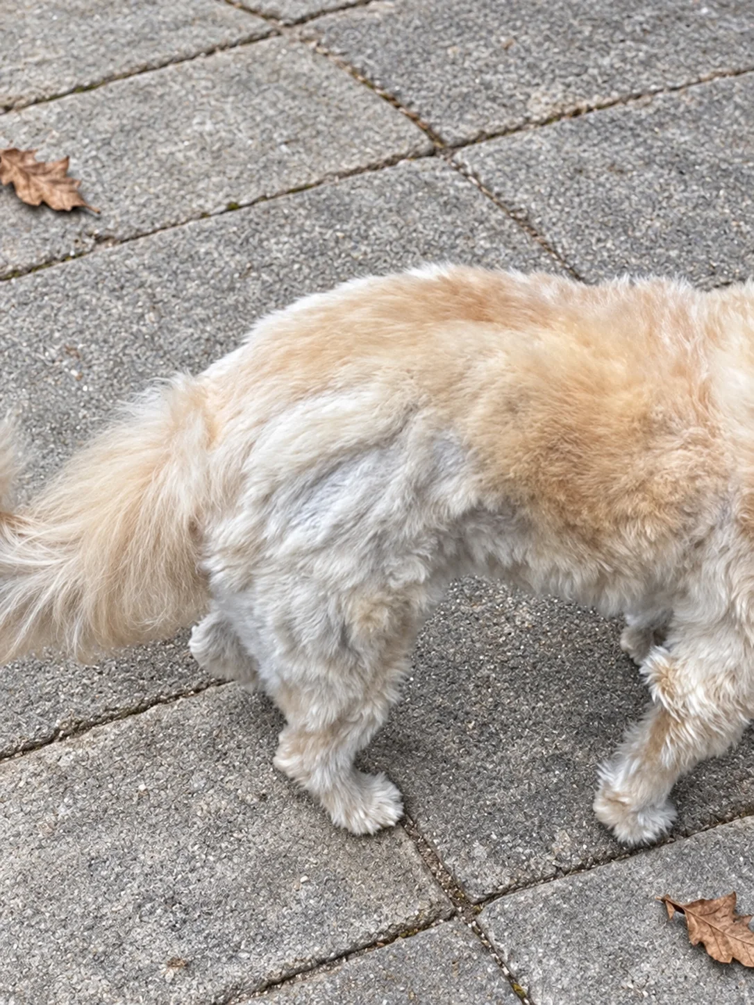 A dog with uneven coat lengths standing on gray paving