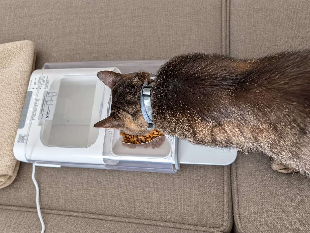 Tabby cat eating from a white covered collar-tag feeder